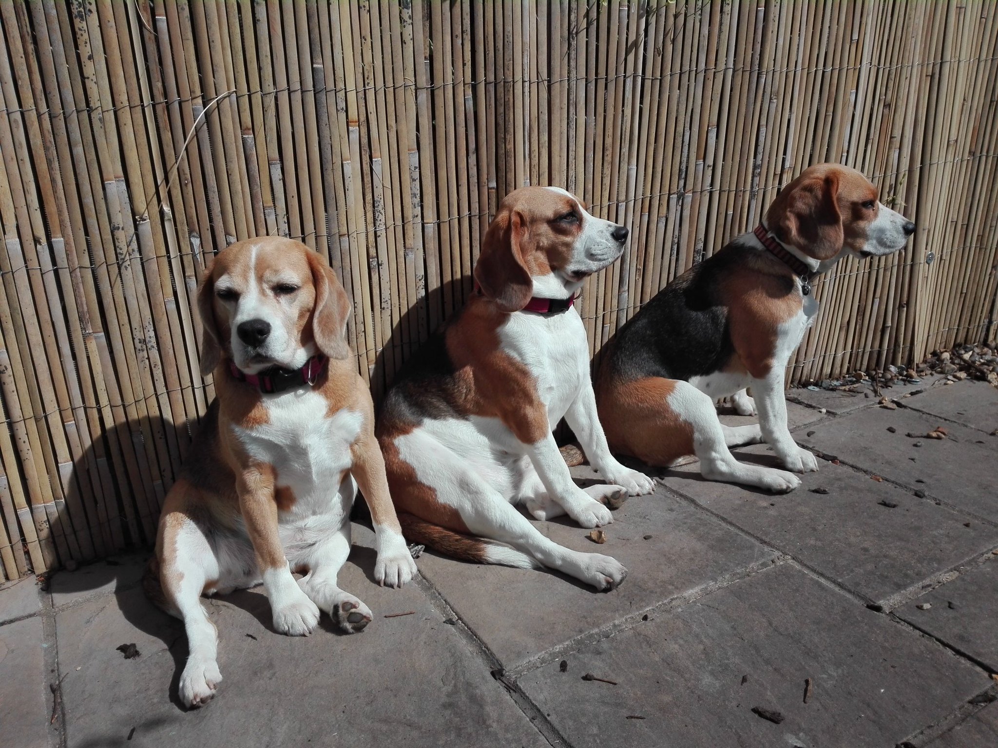 charterwood beagles
