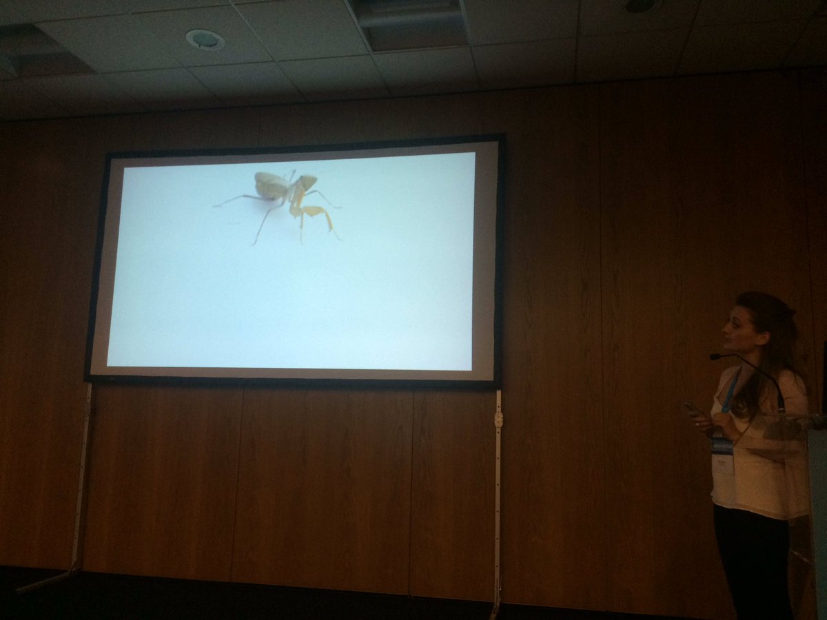 asab_org's tweet photo. Diana Umeton from @BehavEvol tells us how speed & #flickerfusion affects camouflage & conspicuousness against mantids #Behaviour2017 https://t.co/qClv6DpHme