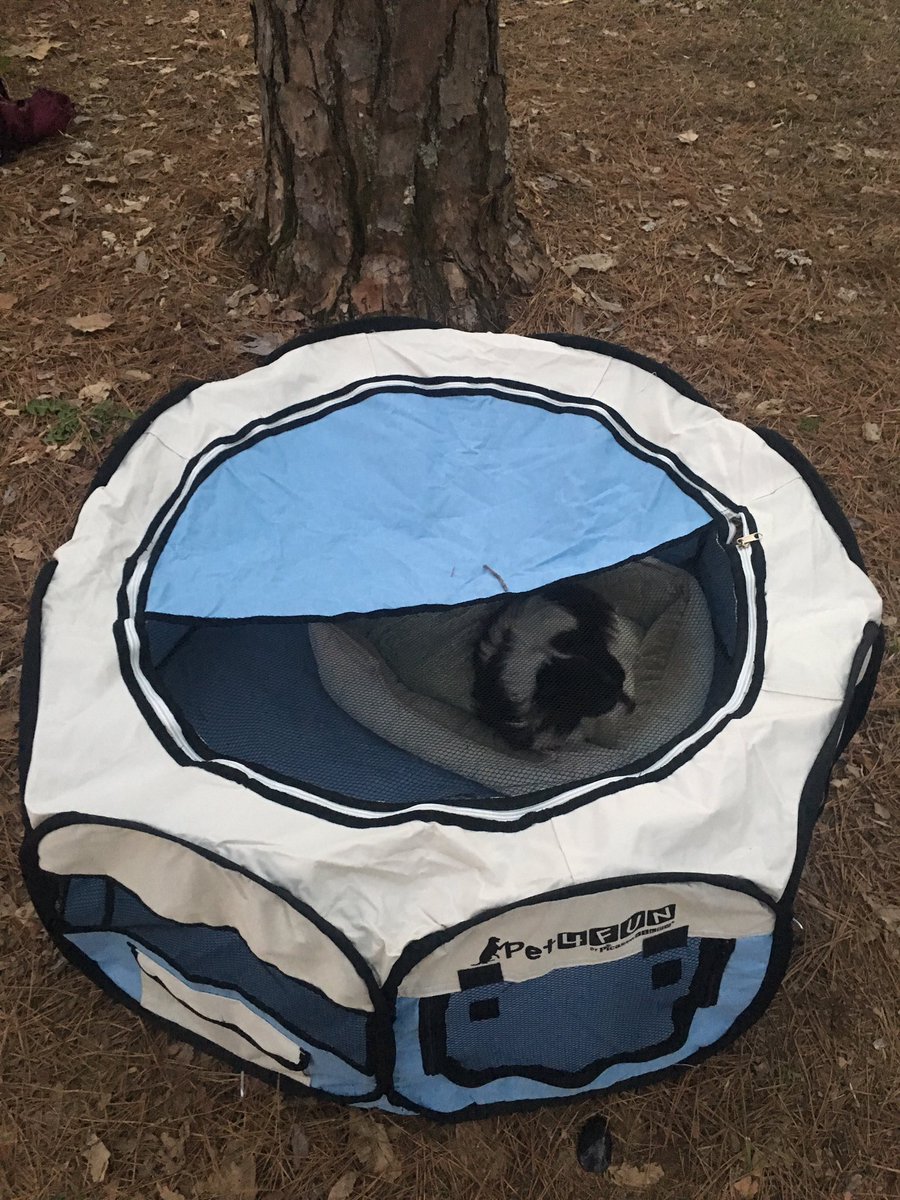 southernglamper's tweet photo. Bunnie is safe when we camp in her collapsible play pen. https://t.co/mrdbCn3wqM. @PicassoTiles #pet4fun #chihuahua #campdog https://t.co/2zJ5QyMRtt