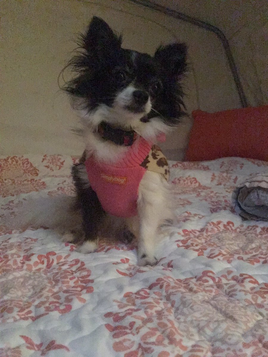 southernglamper's tweet photo. Bunnie is safe when we camp in her collapsible play pen. https://t.co/mrdbCn3wqM. @PicassoTiles #pet4fun #chihuahua #campdog https://t.co/2zJ5QyMRtt