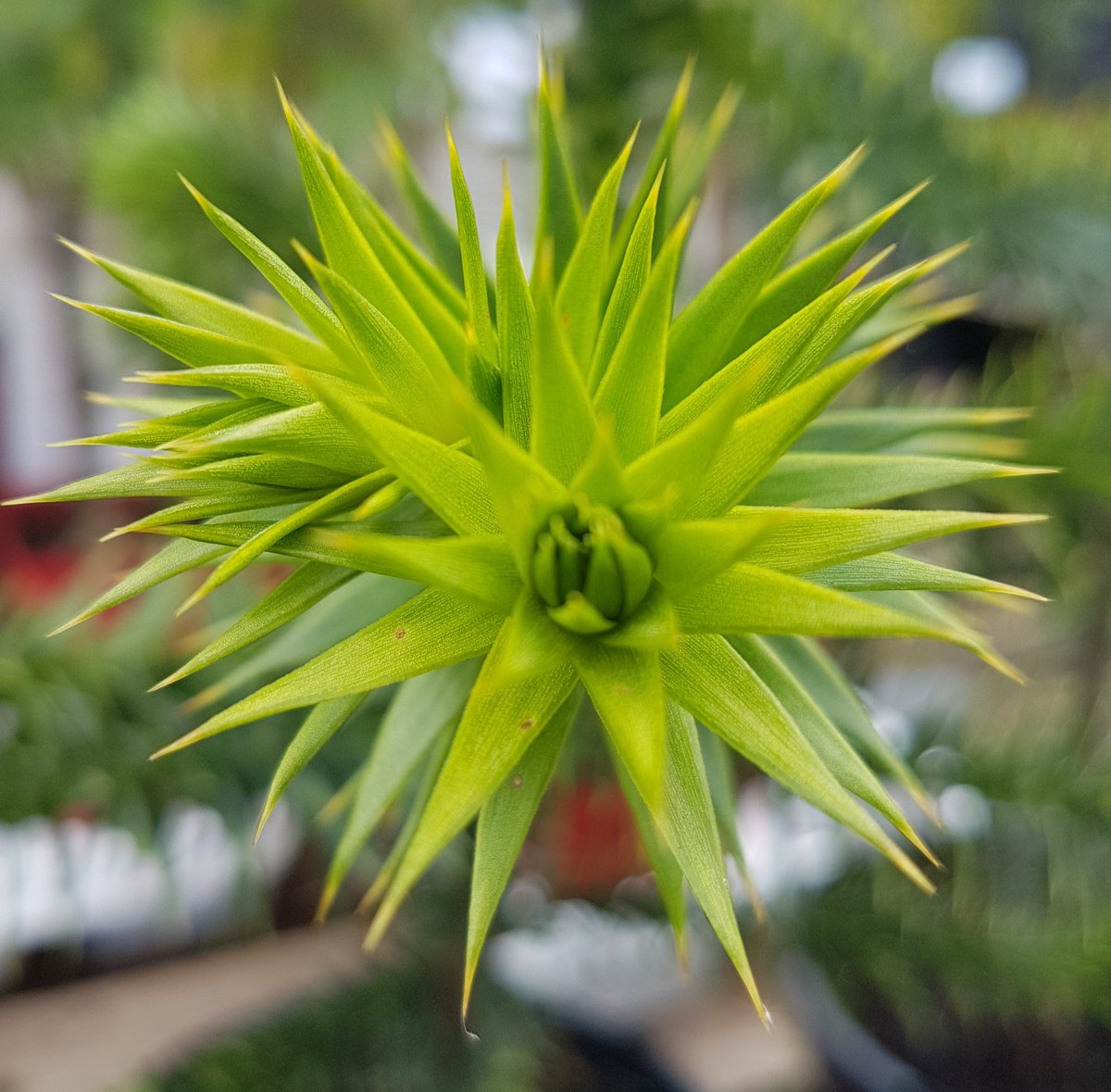 Name that plant #Justforfun #Tuesdaytrivia