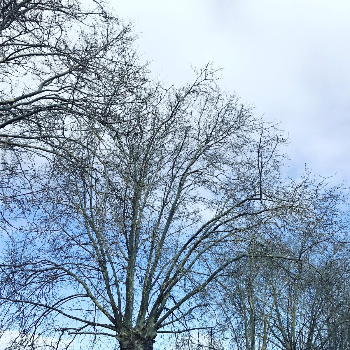 Clare_Wall's tweet photo. Beautiful day in #Busselton. Love the fig trees at this time of year.
#winterdownsouth #justanotherdayinwa #winterishere #ilovewa https://t.co/QwnqWV5xLH