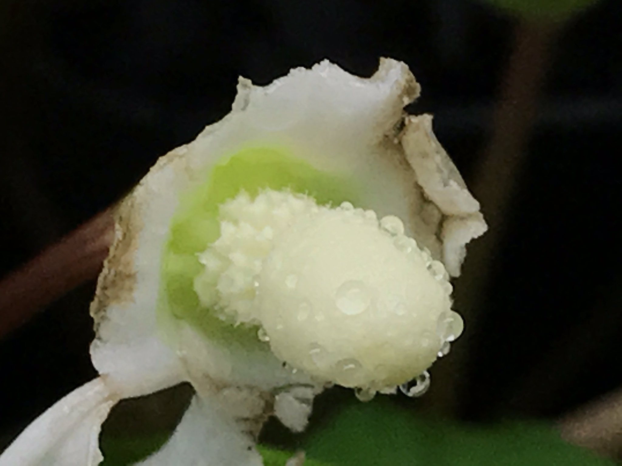 あばぶさんBUCEPHALANDRA Yahoo!オークション - 訳あり Bucephalandra sp. Deep Purple