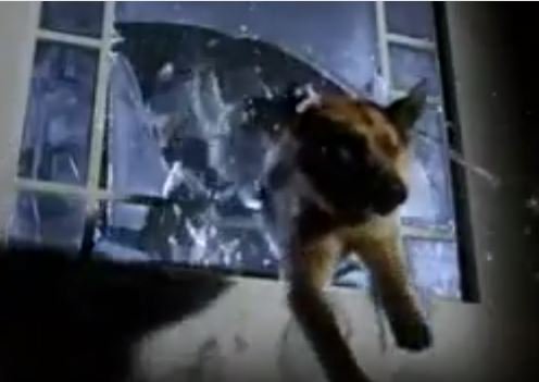 nicolasnicola22's tweet photo. @inthemoodfortw INSPECTOR REX / KOMMISSAR REX ! Inspector Rex Theme https://t.co/fc1Jj9xxOR via @YouTube #InspectorRex #Vienna #Austria #dogs #dog https://t.co/SyoSuEjS1J