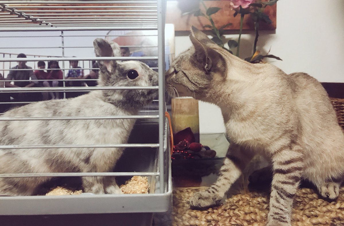 AbrilMontmany's tweet photo. ¿🐰&amp; 🐱? #❤️ https://t.co/Xh6CUXdijz