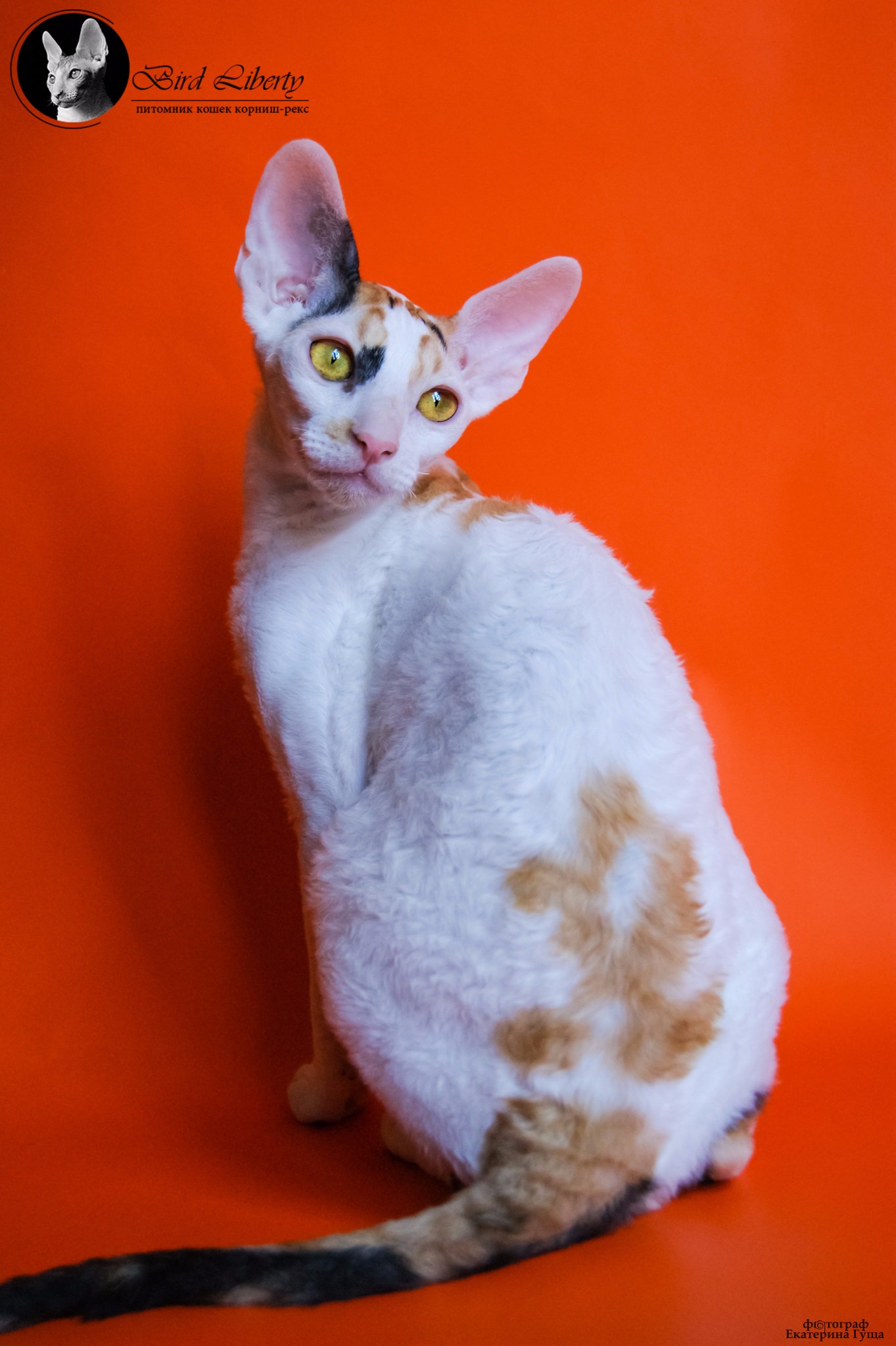 Пизда пышных эбби корниш рекс смотреть онлайн