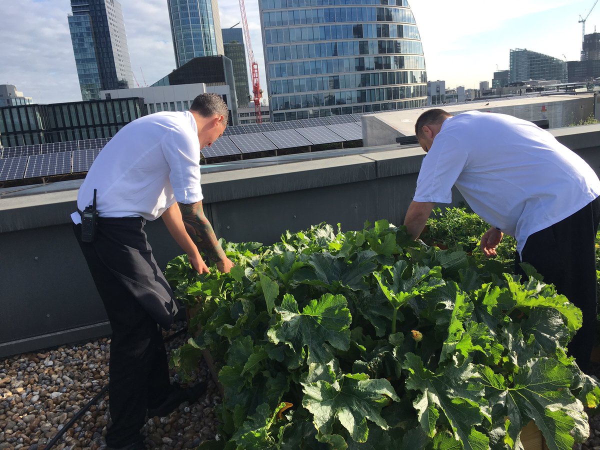 DrimmieEve's tweet photo. Looking good guys!👍#growyourown 😎 https://t.co/pSgGrjWTtG