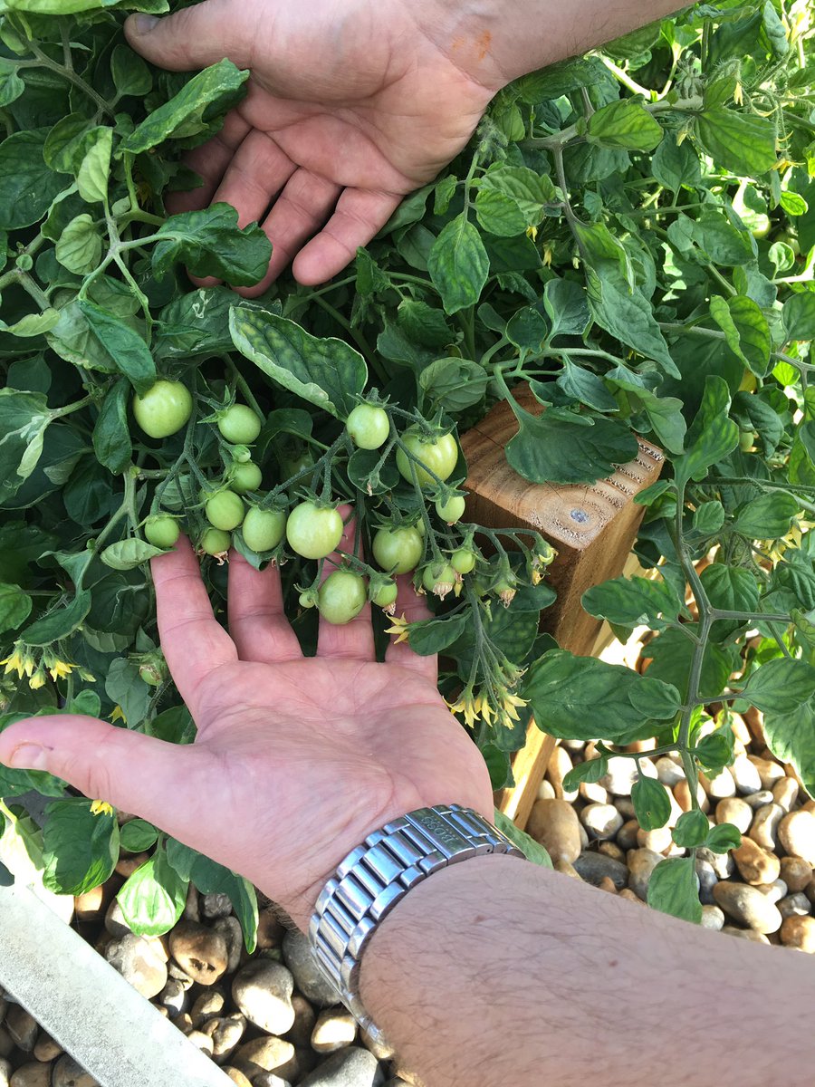 DrimmieEve's tweet photo. Looking good guys!👍#growyourown 😎 https://t.co/pSgGrjWTtG