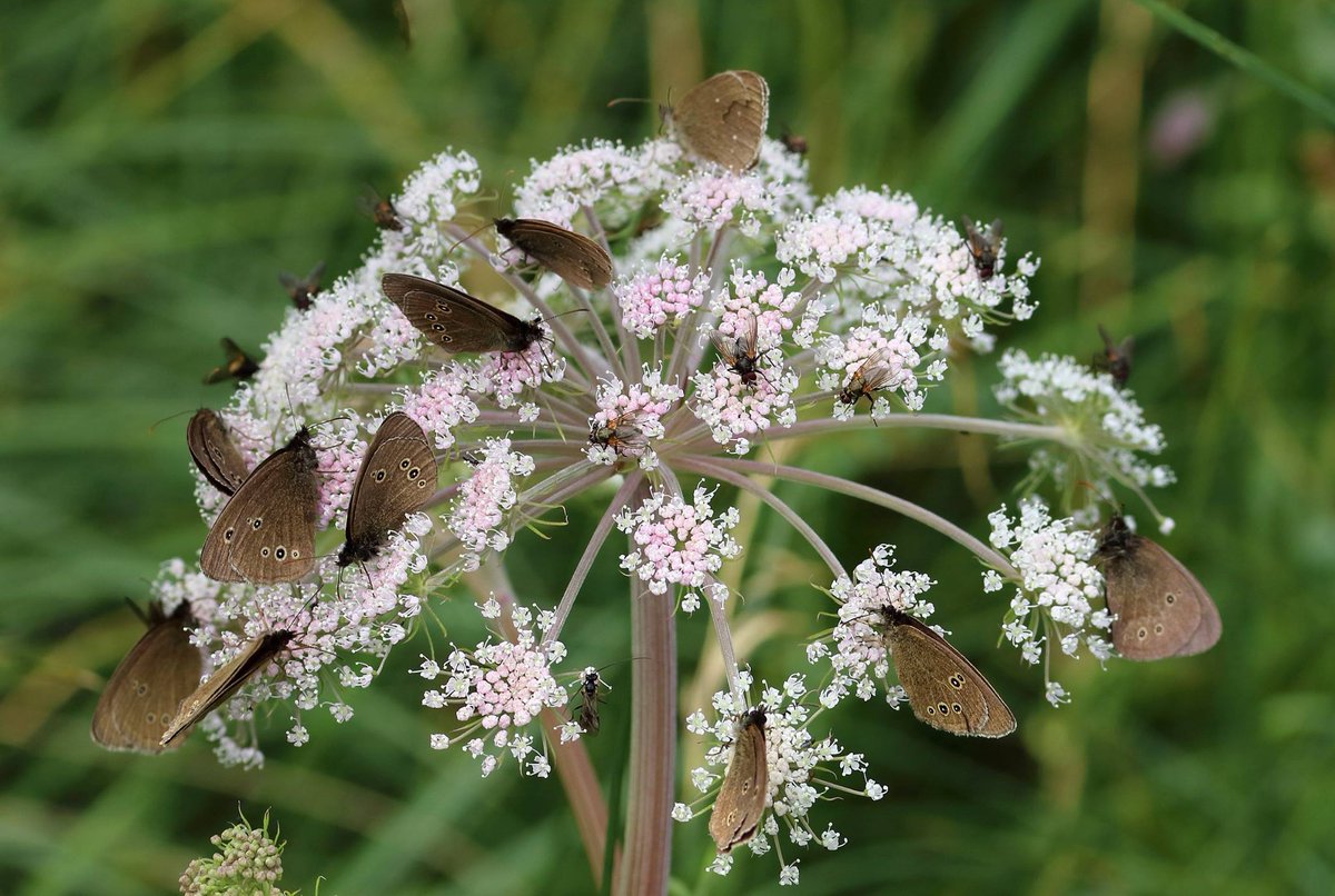 DrewCooper_Wild's tweet photo. It's the 1st of August and probably one of the best weather days this week for a #ButterflyCount, could even spot a few Ringlets!

📸 I. Cowe https://t.co/ntjbHy3UeY