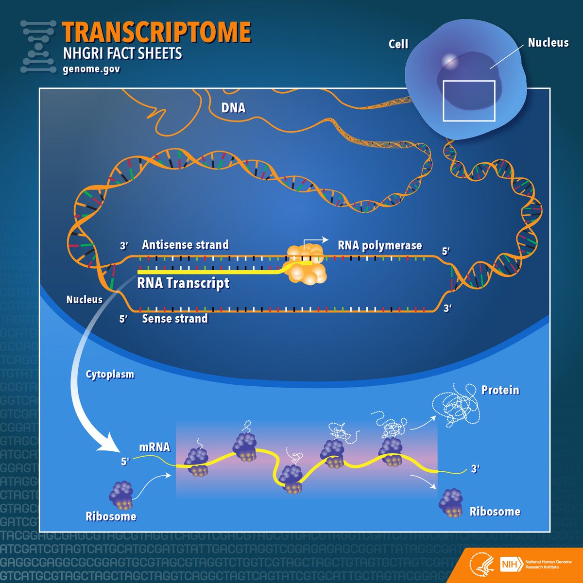 Transcriptomic2's tweet image. Transcriptome analysis may involve characterization of all transcriptional activity (coding and non-coding)