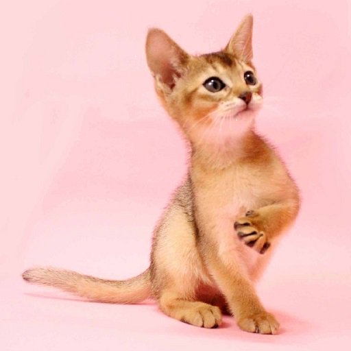 そごう横浜店 ワンちゃんネコちゃん情報 可愛いワンちゃん ネコちゃんが皆さまのご来店をお待ちしております 8階 ペットショップ ジョーカー こちらをチェック T Co Gzihzvo4ma 猫好き 犬好き ペット T Co I3gbxlr9hm