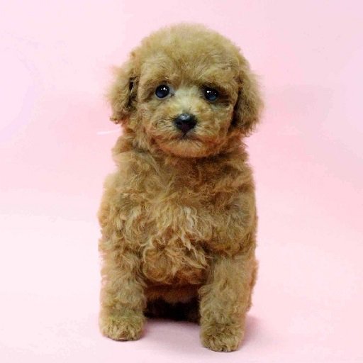 そごう横浜店 ワンちゃんネコちゃん情報 可愛いワンちゃん ネコちゃんが皆さまのご来店をお待ちしております 8階 ペットショップ ジョーカー こちらをチェック T Co Gzihzvo4ma 猫好き 犬好き ペット T Co I3gbxlr9hm