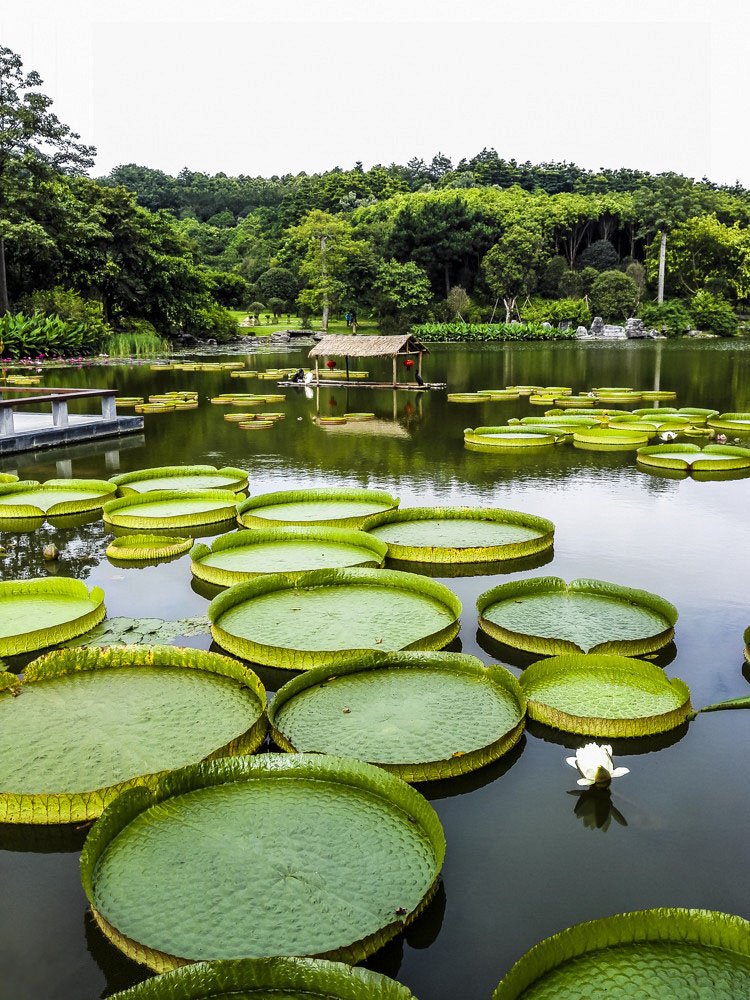 Beautifulgx's tweet photo. Beautiful and picturesque lotus pond in the Qingxiu Mountain Park of #Nanning,China.😊🌸🌺 https://t.co/SzJ3Ss0cxE