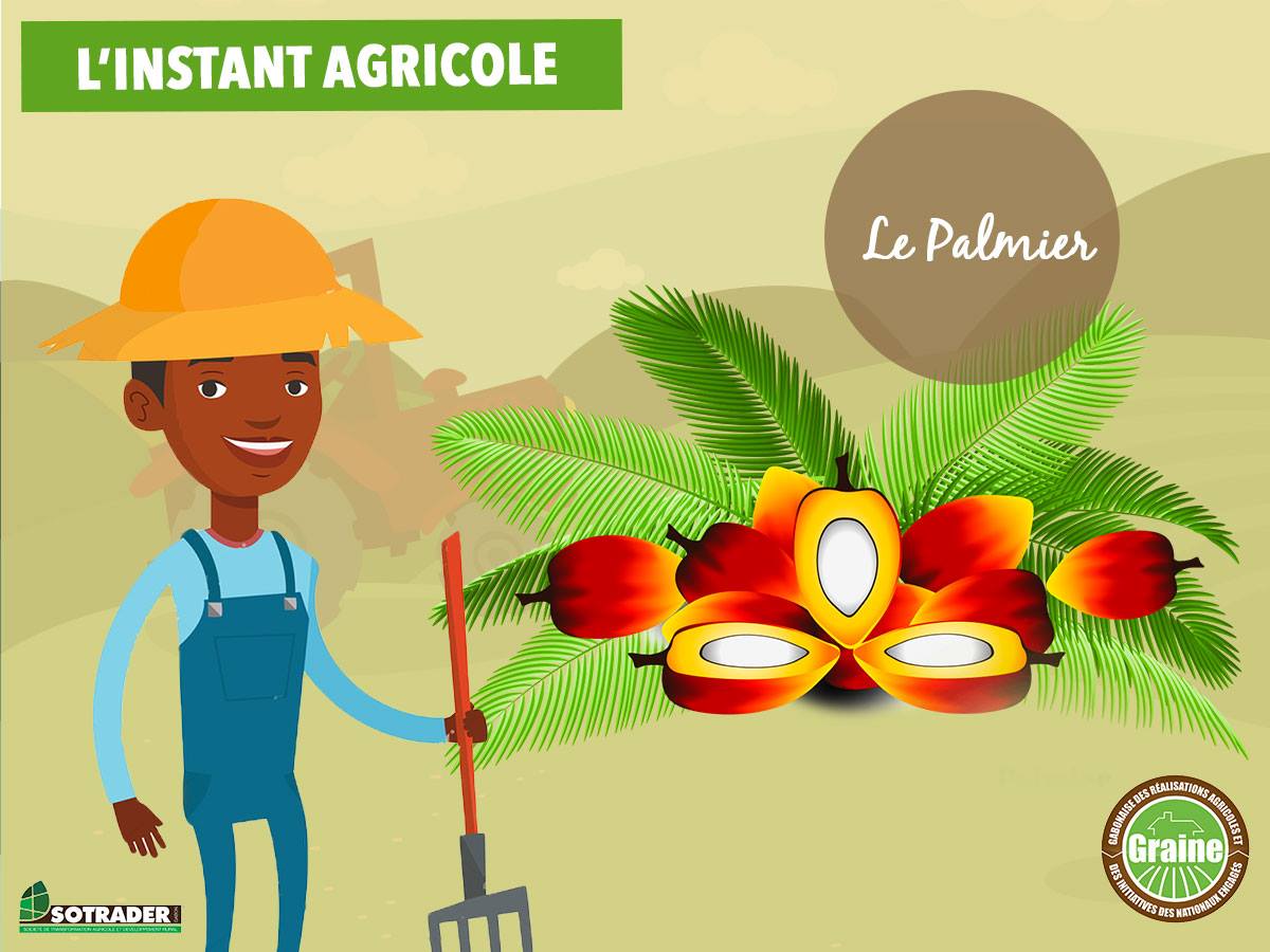 L’huile de palme est une huile végétale extraite par pression à chaud de la pulpe des fruits du palmier à huile. #graine #instantagricole