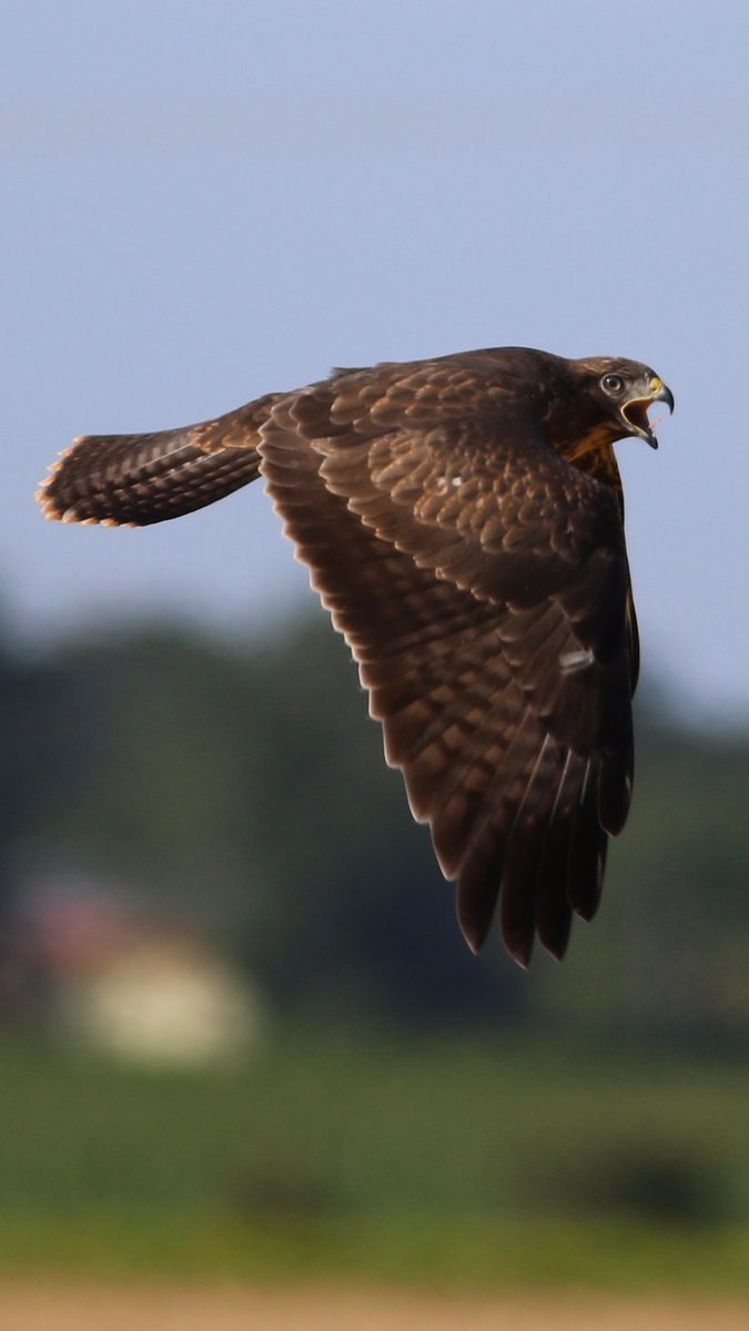Birdmanhayes's tweet image. Suprised Buzzard