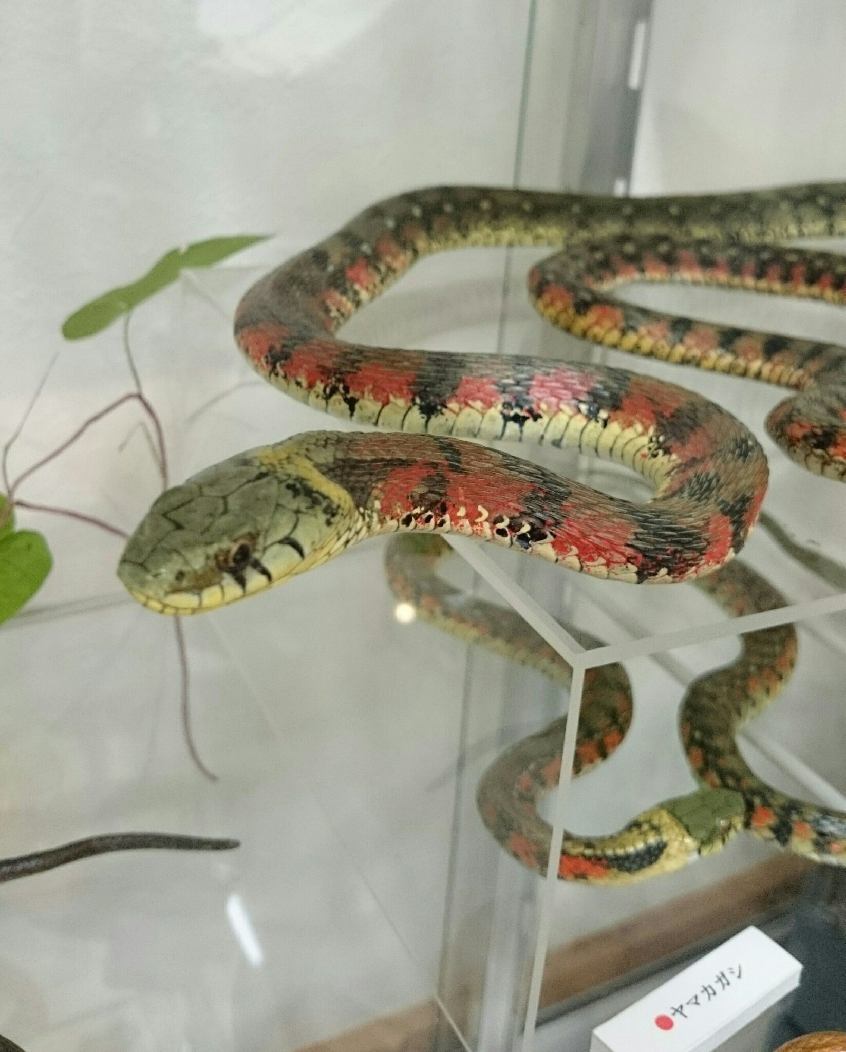 ヤマカガシ(レプリカ)