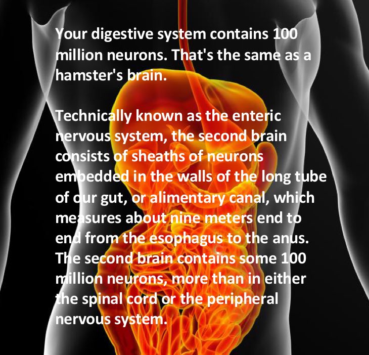 HelpOurFamilySA's tweet image. The second brain contains some 100 million neurons, more than in either the spinal cord or the peripheral nervous system.