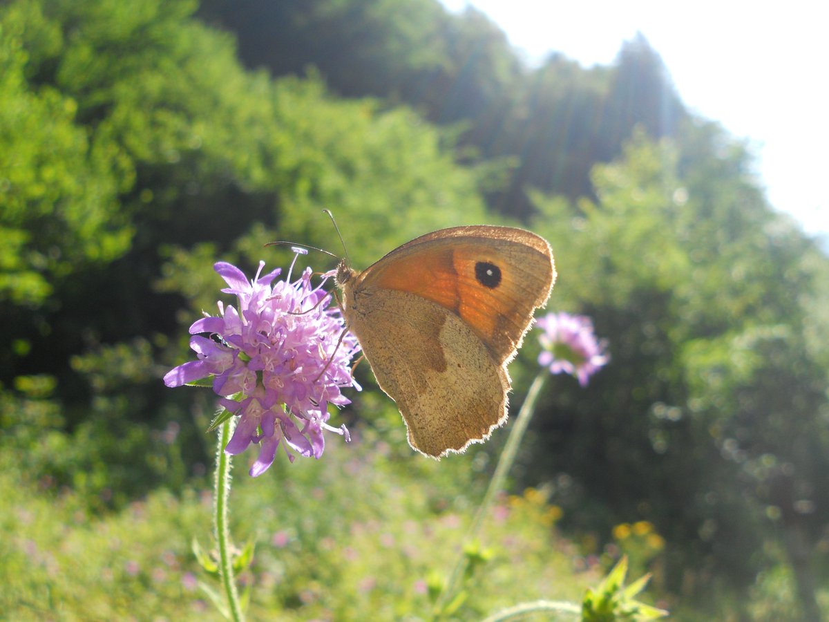 SamuelMarent's tweet photo. #Maniola jurtina, meadow brown
Family: #Nymphalidae
Order: #Lepidoptera https://t.co/lK46G9ugsN