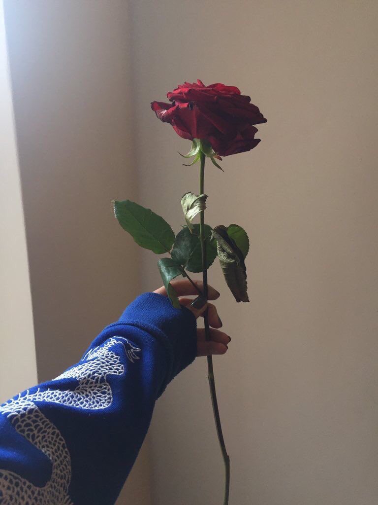 um_rahf7's tweet photo. صباح الورد 🌹 https://t.co/qh9EPn2HzR