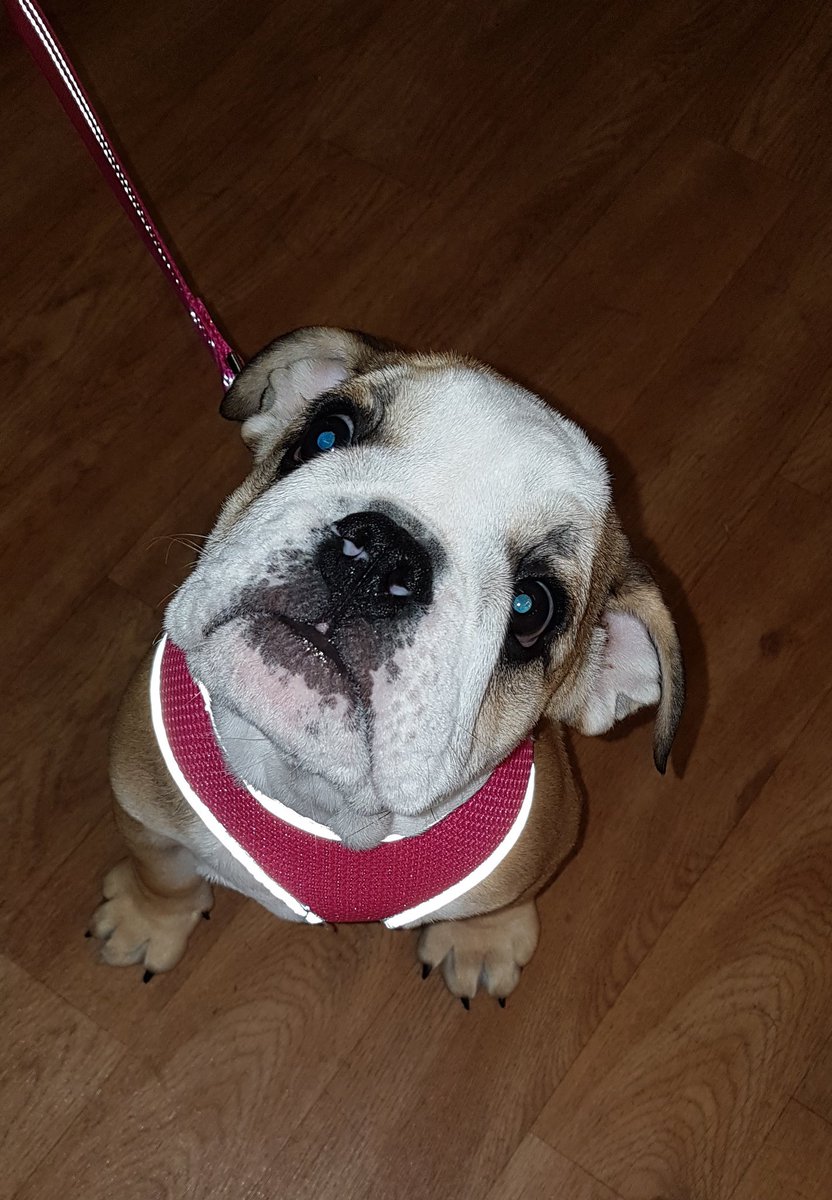 Think_Pawsitive's tweet photo. This wee cutie is Gooby from @Think_Pawsitive Puppy Class in Blantyre. #puppylove https://t.co/bbsbAVbjrq