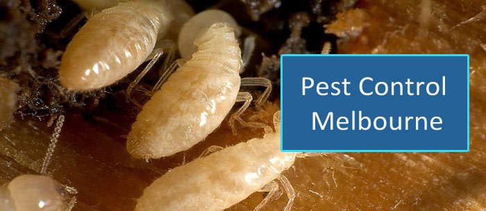 masterspestcont's tweet photo. Our team of specialists uses a variety of #pestcontrol methods like chemicals, traps and operating tools to reduce #pestproblems. https://t.co/vcSNp4M7z2