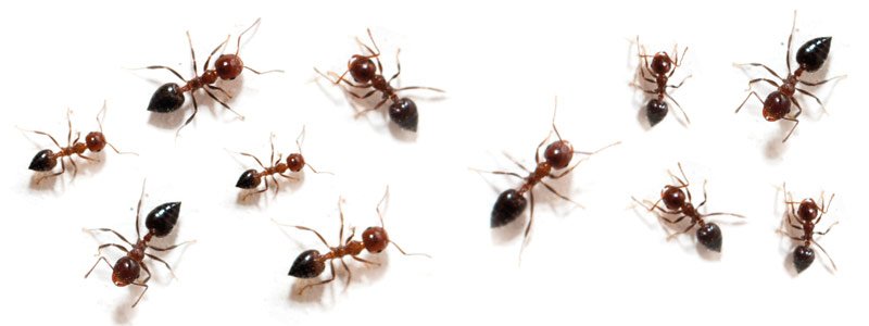 masterspestcont's tweet photo. We are leaders in providing commercial #pestcontrolservices. We have treatments which guarantee that for the next 12 months. ]1800 307 658 https://t.co/ElAbqTn7ZL
