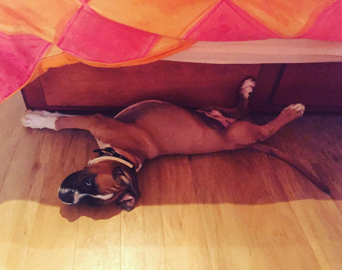 MicaMuscat's tweet photo. Bongu #buffu 😍#woof https://t.co/Zj4GJmVgLC