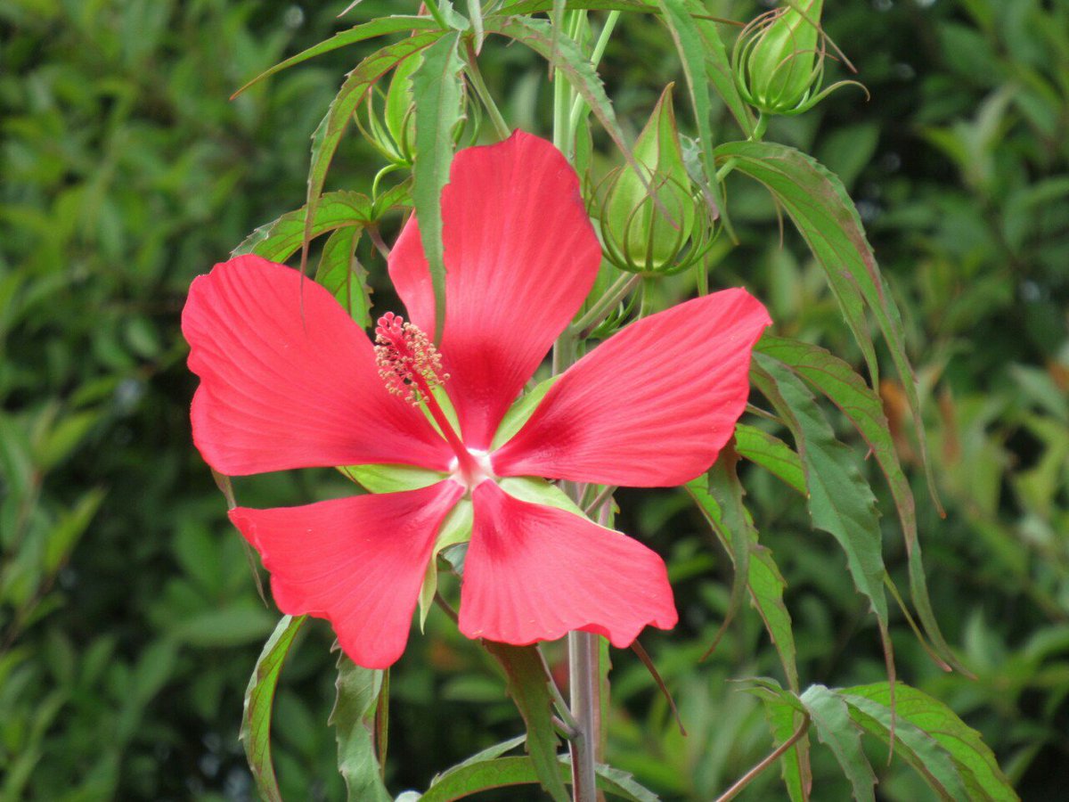 1000花 571 モミジアオイ アオイ科 北米原産 太い茎で直立する多年草で２メートルほどにもなる 花は深紅でハイビスカスに似るが 花弁が重ならず隙間の空いた星形になる モミジとつくのは葉の形から 花 フラワー 夏の花 紅蜀葵