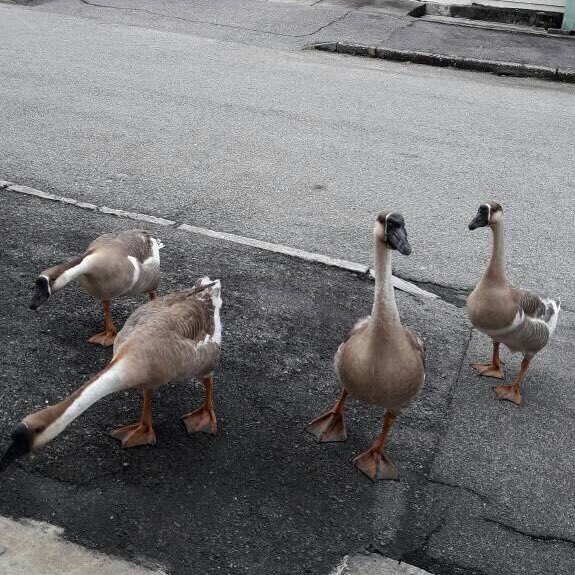 suechuin's tweet photo. These geese bout to drop a fire mixtape lmaoooo. https://t.co/ippUvq6YBr