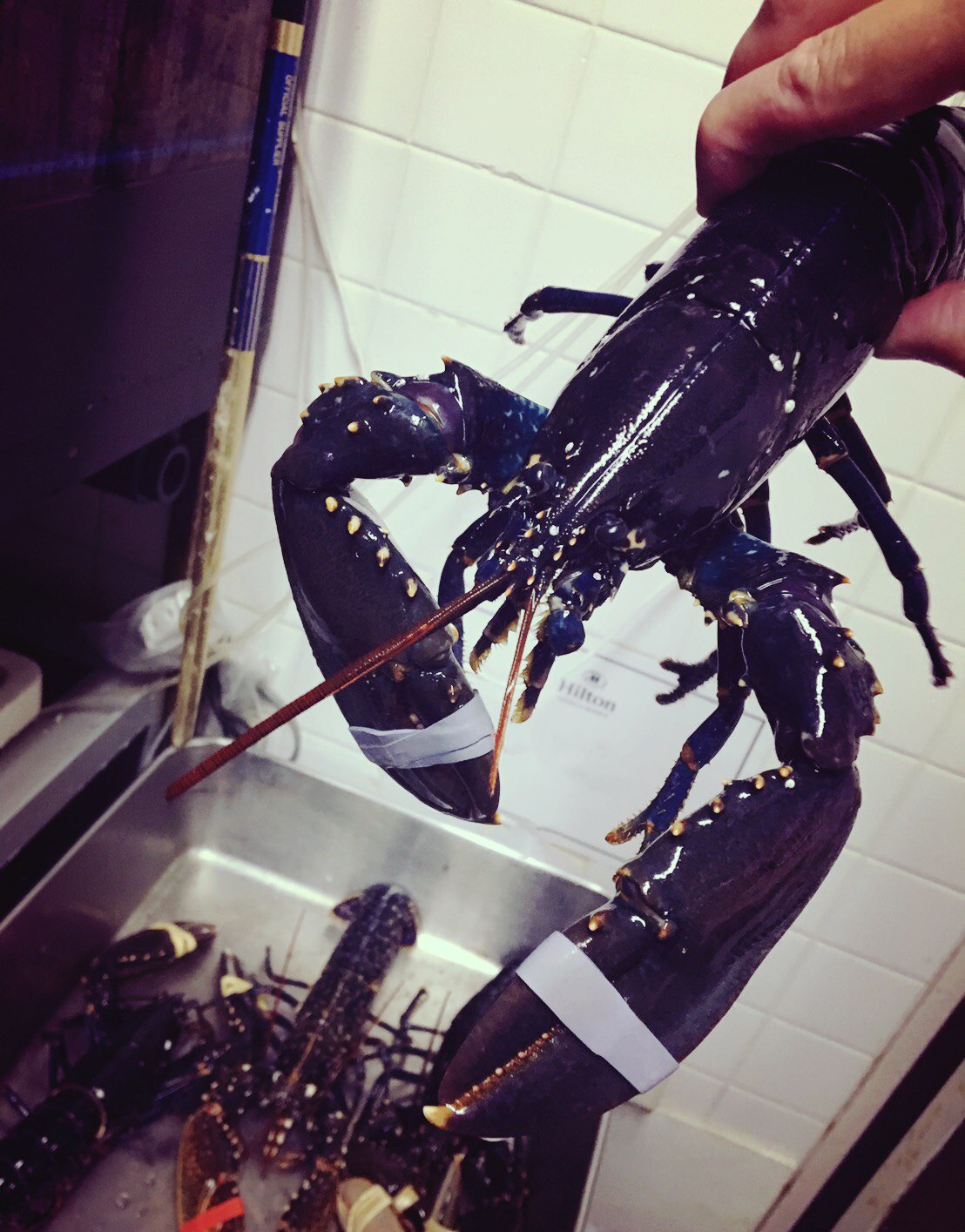 ヒルトン東京お台場 8月3日の一夜限りの贅沢なイベント ドン ペリニヨンとブルーオマールロブスター の ブルーオマールが本日届きました T Co 1uo6a6lrnc ドンペリニヨン ブルーオマール T Co Mmdypowd7o Twitter