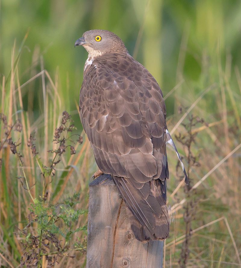 BenFergusson's tweet image. The European Honey Buzzard. Spends the winter in Africa, eats wasps and isn&apos;t a buzzard. #WellNamed #AmResearching