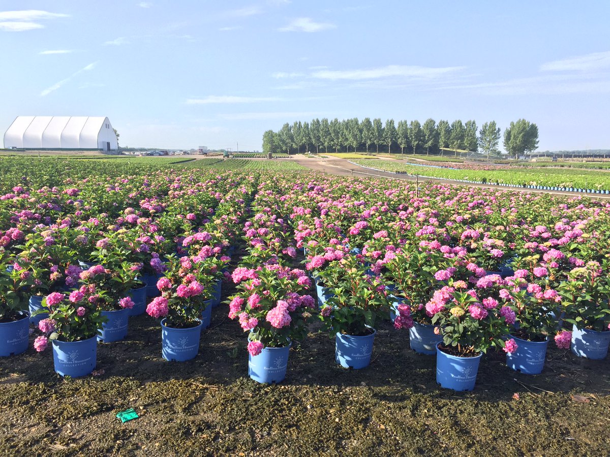 ESHydrangeas's tweet image. Hard to beat a field of #BloomStruck #hydrangea ❤️ #LifeInFullBloom