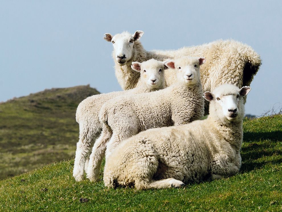 kepamer's tweet photo. Picture of four sheep in what appears to be a posed portrait, New Zealand https://t.co/yxx4Trl9jJ