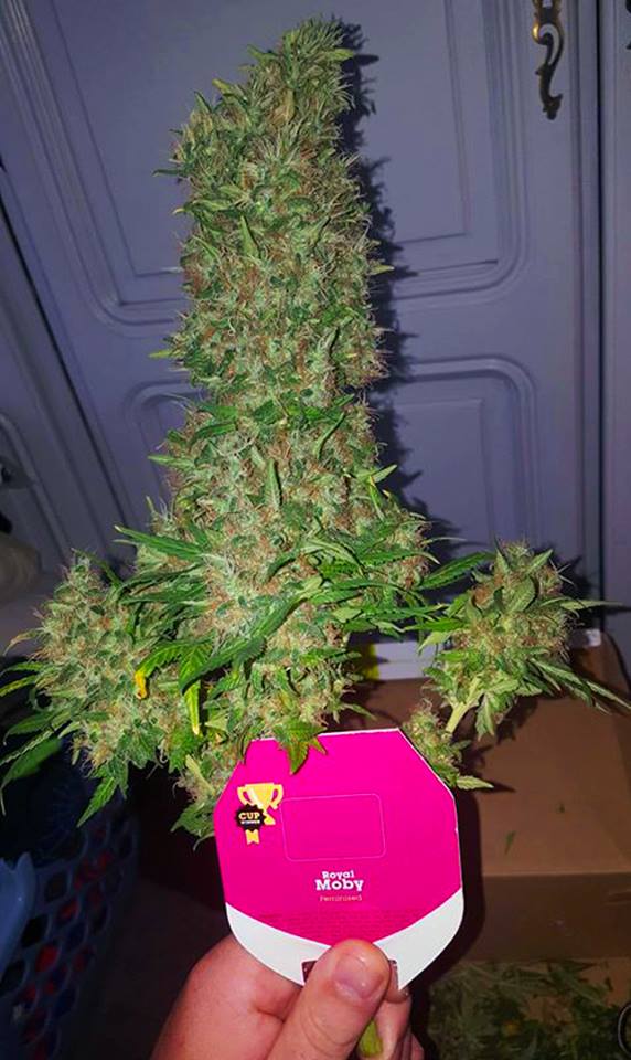 lamotagrow's tweet photo. As-tu cultivé une fois la #RoyalMoby de #RoyalQueenSeeds ? Raconte-nous ton expérience. https://t.co/7QlP2WvBi4 https://t.co/uQaDmAnFpC