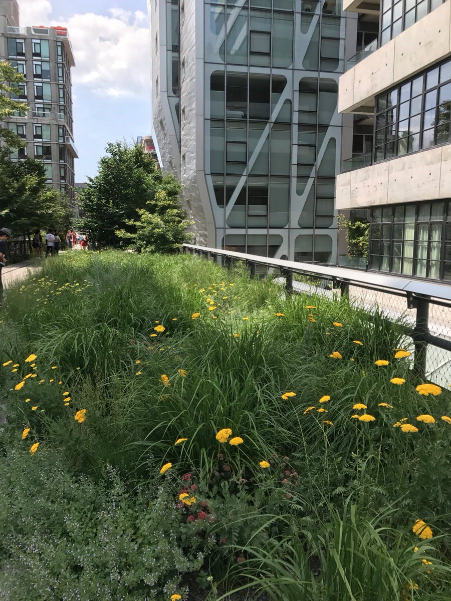 The amazing High Line looking great in July,  what a fabulous open space for NYC <a href="/highlinenyc/">The High Line</a> <a href="/NYC/">New York, New York!</a> @pietoudolf