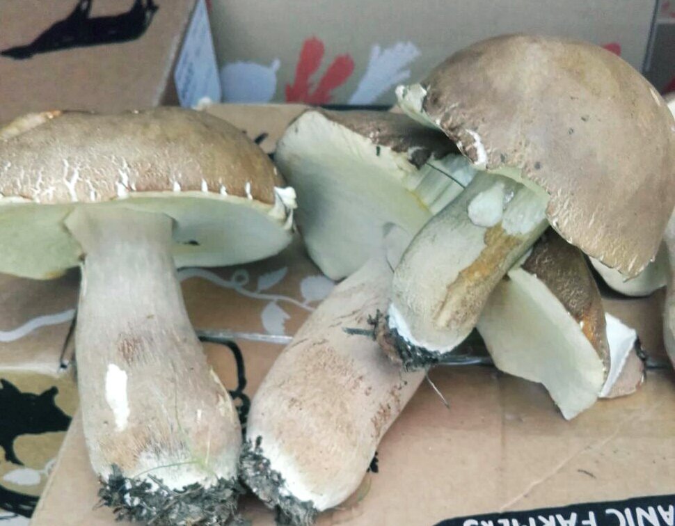 The Tinderbox tweet media