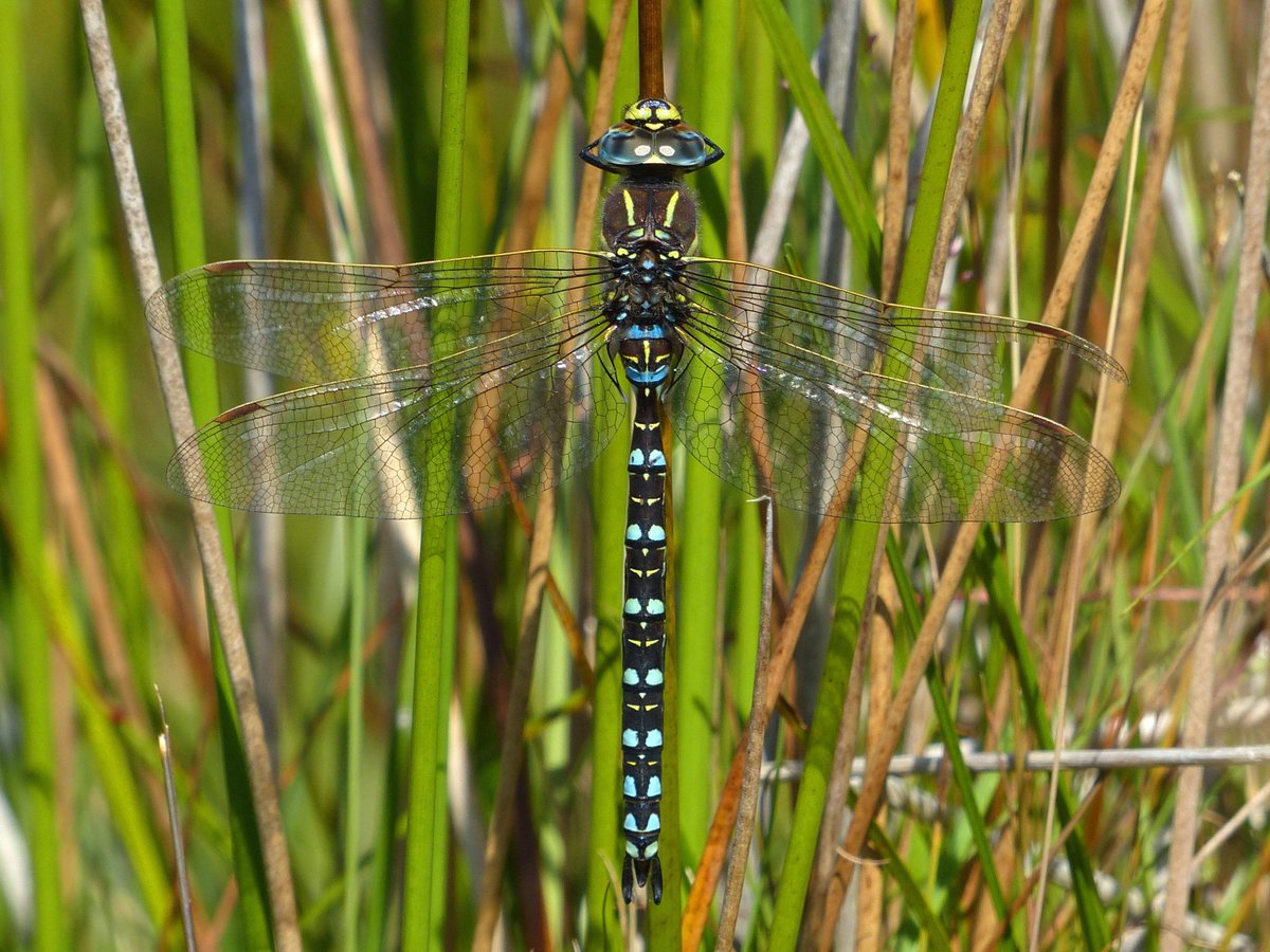 Join <a href="/BDSdragonflies/">British Dragonfly Society</a> for a #dragonfly ID workshop. Book here: exmoor-nationalpark.gov.uk/get-involved/e… <a href="/Buzz_dont_tweet/">Buglife</a>