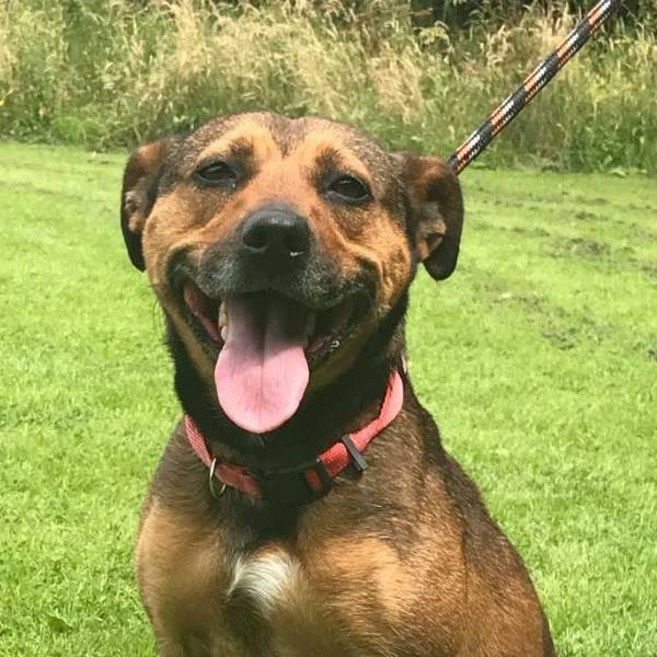 CarrRescue's tweet photo. Poor Ella is still waiting for her new family to come and take her home she is our longest stray #saveastray https://t.co/5dTpgSE6nq