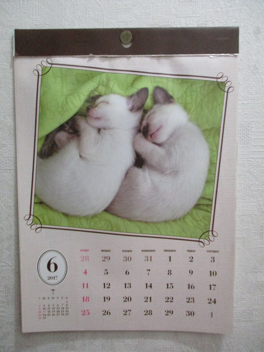 test ツイッターメディア - ダイソーの猫カレンダーのネコちゃんが、
８か月目にしてようやく目覚めたよ！?(?????)??
７か月間ずーっと寝てたんだよ！でも顔だけ見るとこれまでと大差ないよｗ
　　#ネコ　#ぬこ　#猫好きさんと繋がりたい　#ダイソー　#カレンダー https://t.co/2t1b2eJb77