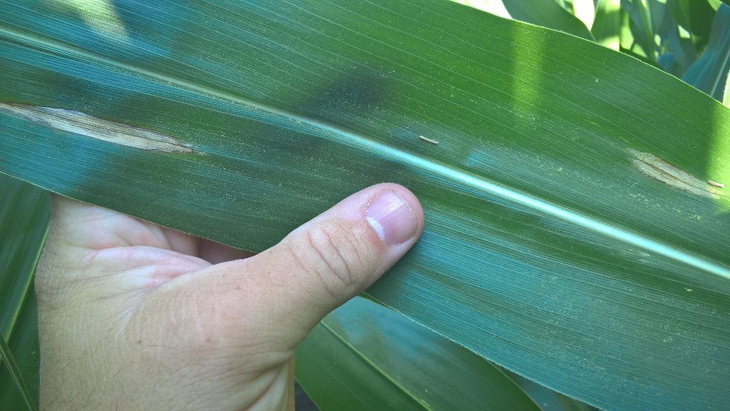 Significant Northern Corn Leaf Blight pressure building in north Oxford. Fungicide Time!!! #Priaxor #headlineamp