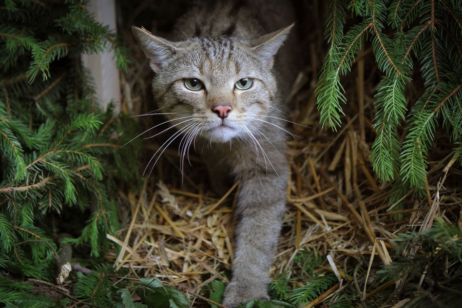 LVZ's tweet photo. Die streng geschützten Wildkatzen sind inzwischen im Auwald in #Leipzig wieder heimisch. https://t.co/duzhFcuLLO https://t.co/Z3iXwG4tAt