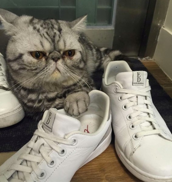 MoipakiMasego's tweet image. #Blessers want yellow bones like bananas.😏😄
Do you see yourself ?🙈🙈
These are my shoes take your hands off my shoes.😤😨