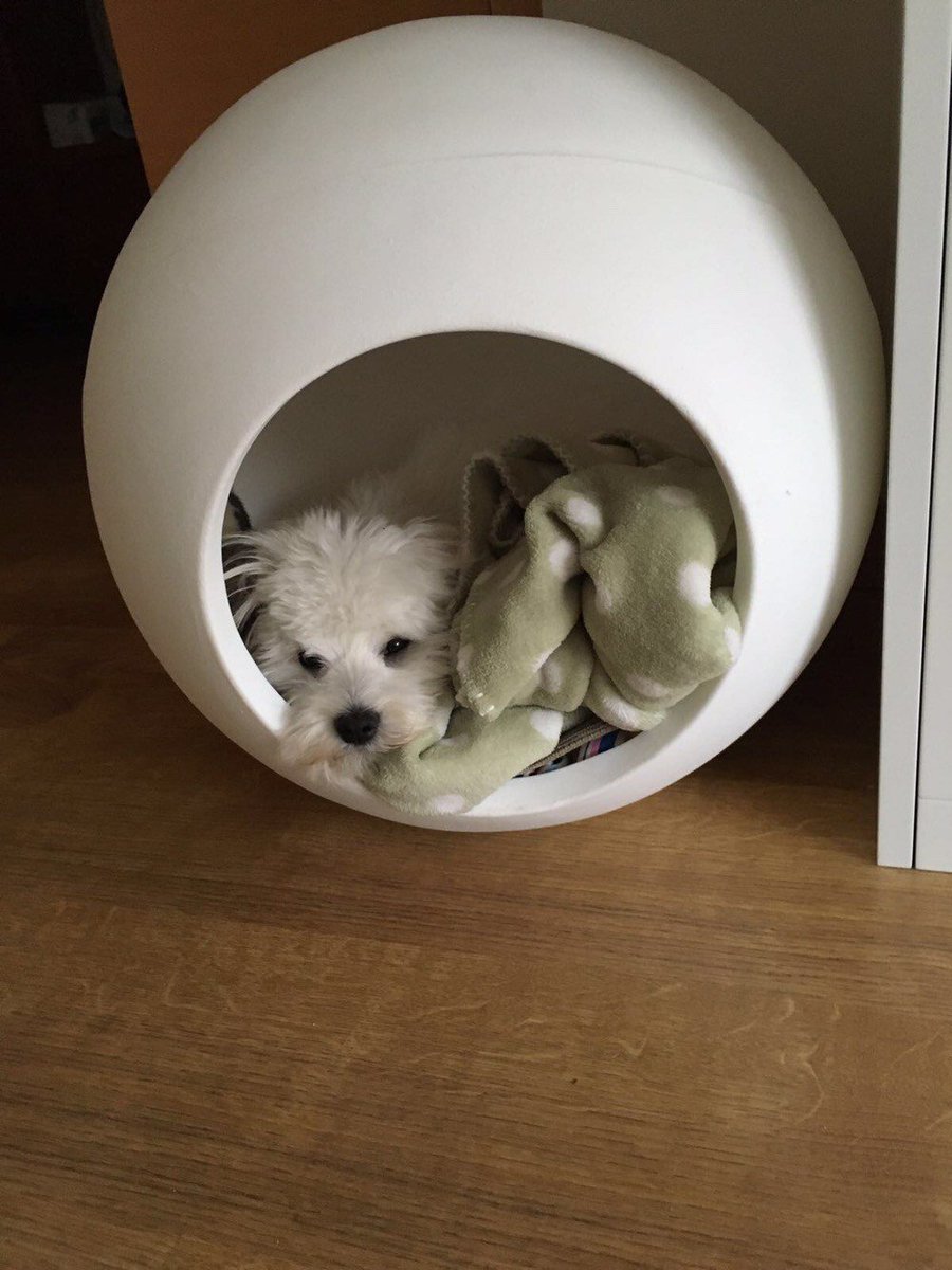 zarpazos's tweet photo. Tu primera vez con una Bubble (o cualquier otra caseta para perro o gato) https://t.co/idISx2Q3oT https://t.co/c2VSb7esKm