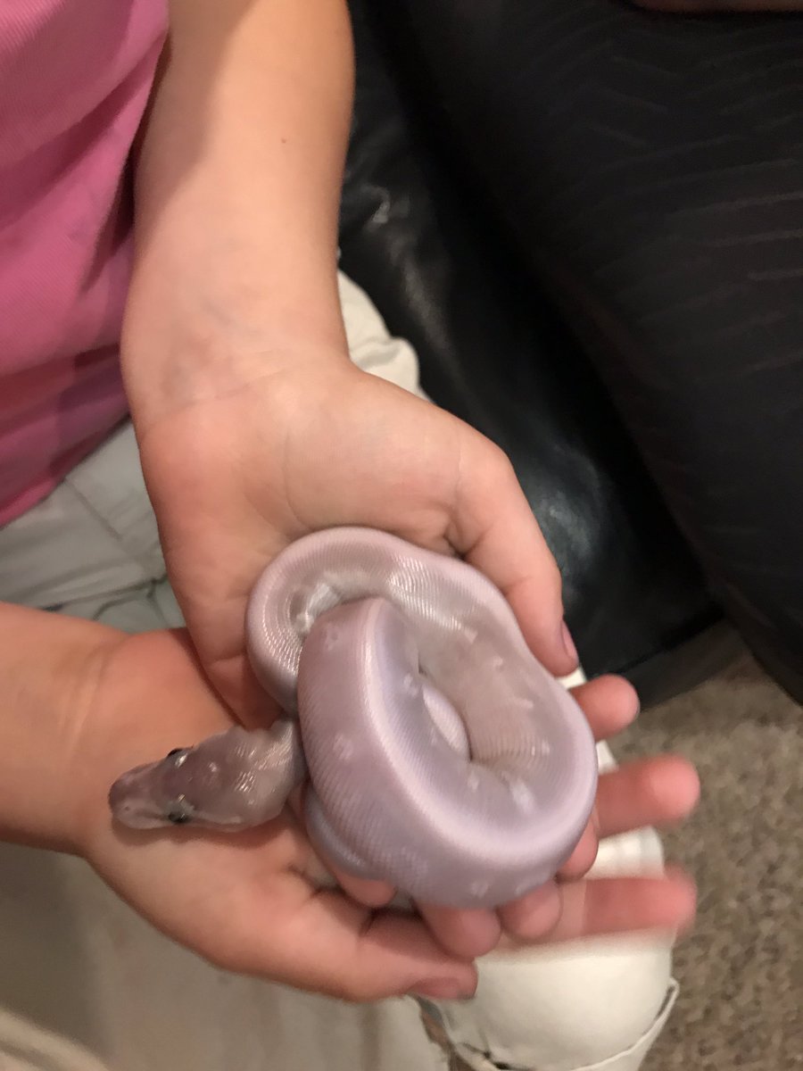 constrictorlab5's tweet photo. Ball python babies 😍🐍 #ballpython #mysticpotion #pretty #cute #hatchling https://t.co/2rXXID4qji