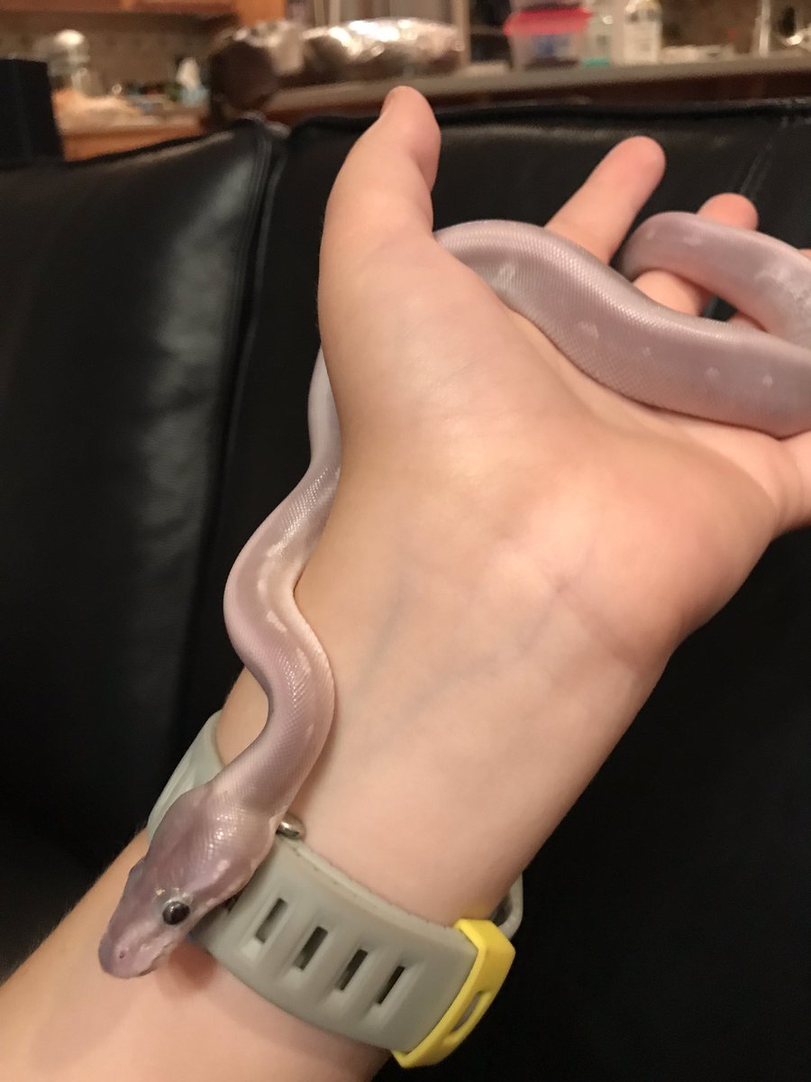 constrictorlab5's tweet photo. Ball python babies 😍🐍 #ballpython #mysticpotion #pretty #cute #hatchling https://t.co/2rXXID4qji
