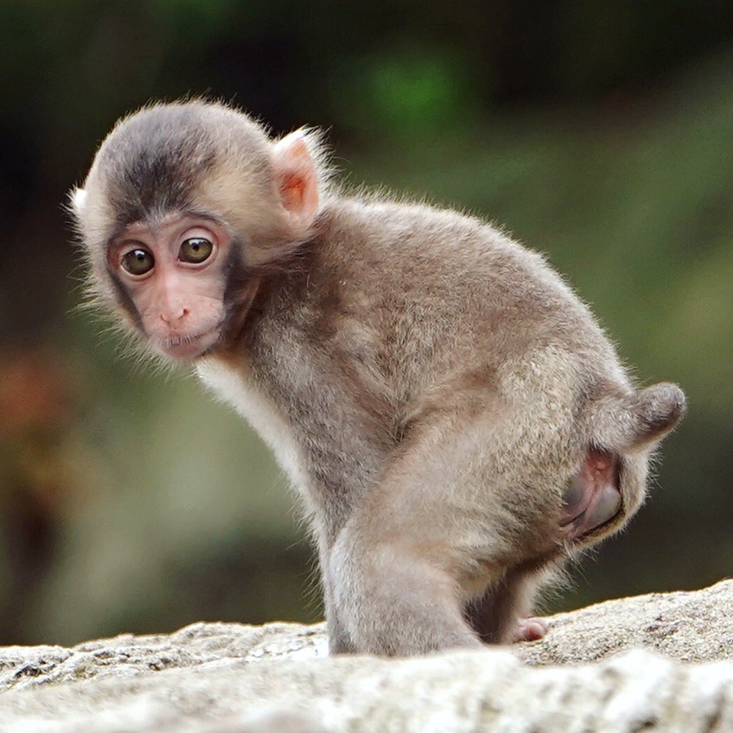 ニホンザル しっぽ