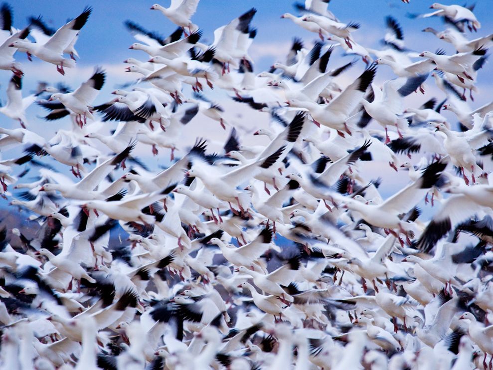 kepamer's tweet photo. Photo: Flock of snow geese https://t.co/TfHNgOHBbL