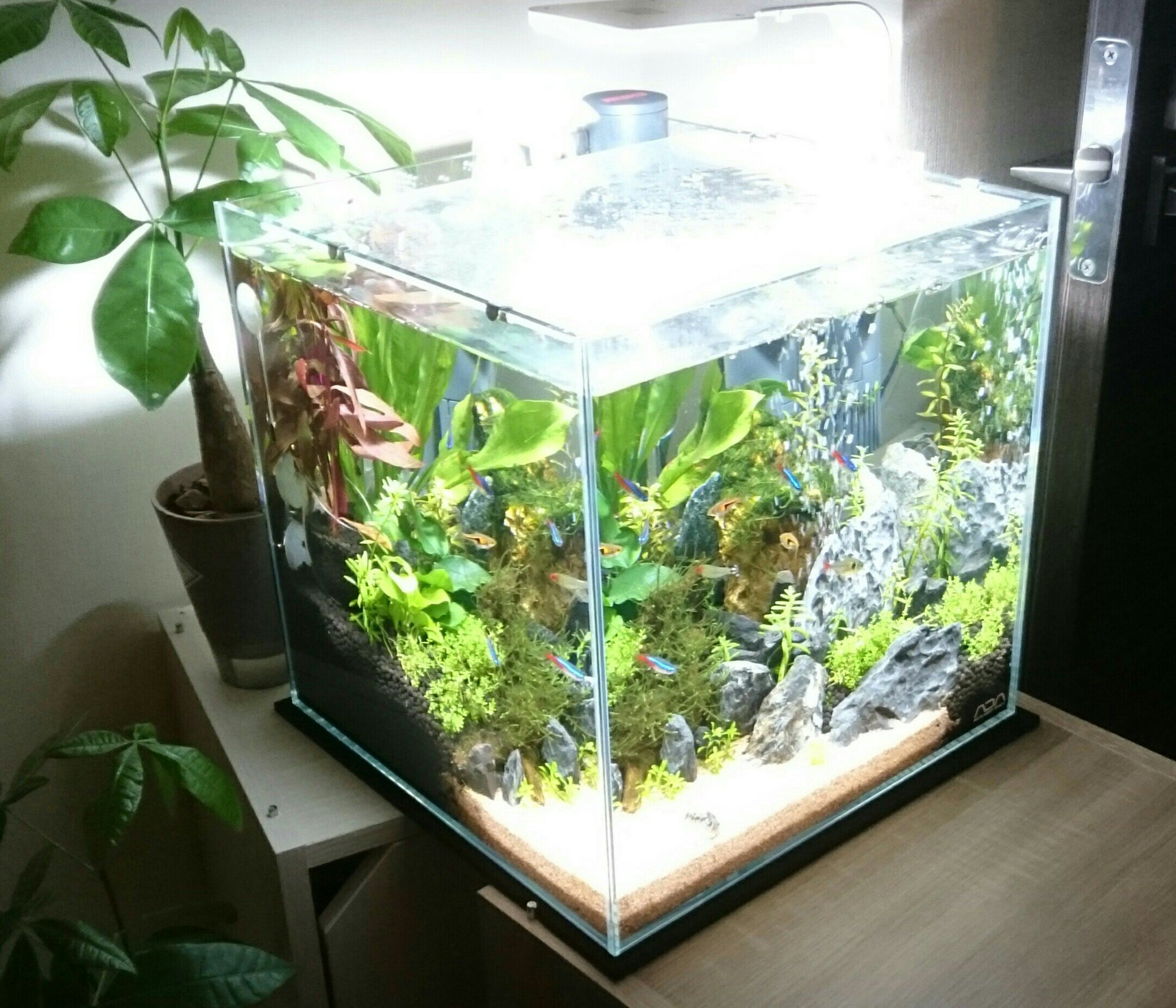 たなべ よっちゃん 水槽の脇にも緑を置いてみた 近所のカインズホームで498円 2のパキラ アクアリウム パキラ カインズホーム