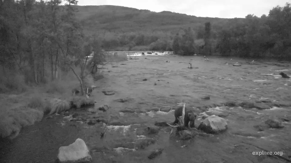camopkim's tweet photo. Early morning visitors at #BrooksFalls. Some good salmon for the taking. https://t.co/J6GhTARcC2