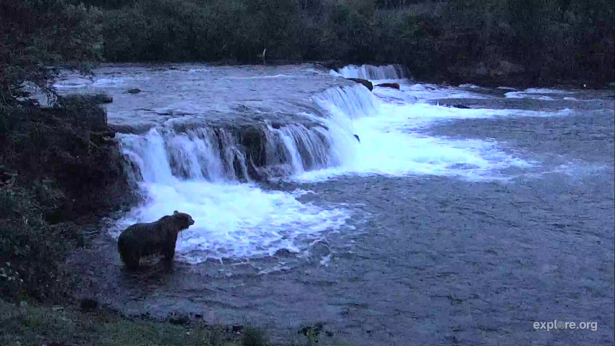 camopkim's tweet photo. Early morning visitors at #BrooksFalls. Some good salmon for the taking. https://t.co/J6GhTARcC2